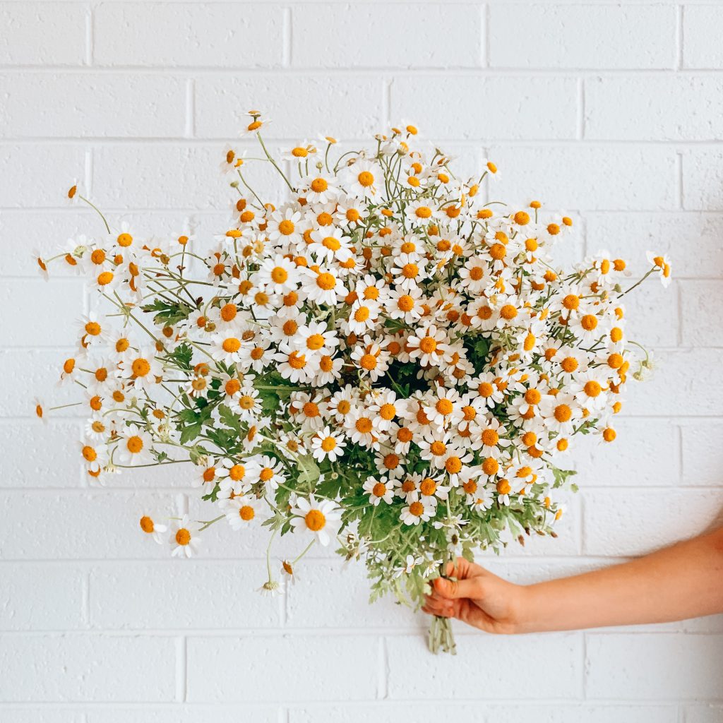 Bouquet de marguerites blanches.