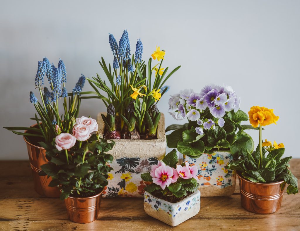 Plantes à bulbes dans des petits pots