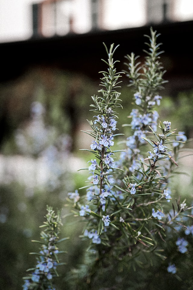 Fleurs de romarin