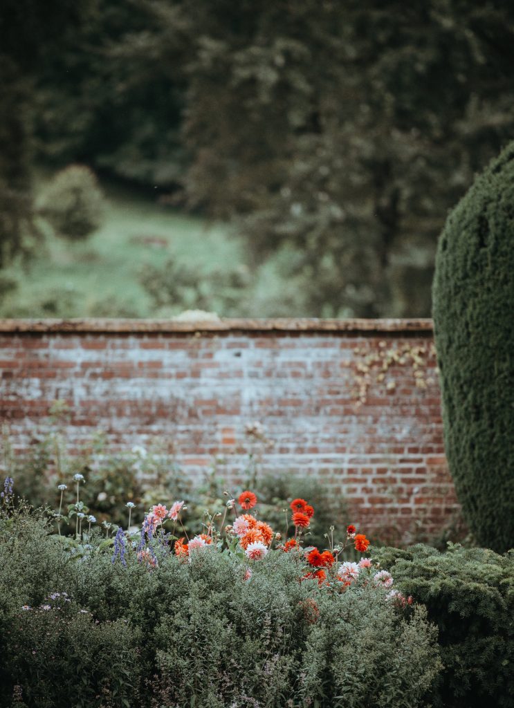 Dahlias dans un jardin muré.